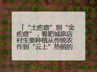 “土疙瘩”到“金疙瘩”，看肥城旅店村生姜种植从传统农作到“云上”热销的蝶变之路