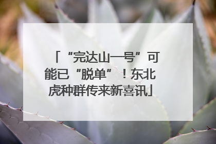 “完达山一号”可能已“脱单”！东北虎种群传来新喜讯