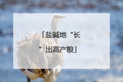 盐碱地“长”出高产粮