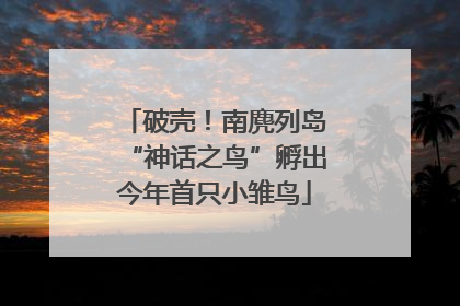 破壳！南麂列岛“神话之鸟”孵出今年首只小雏鸟