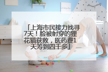 上海市民接力找寻7天！脸被射穿的狸花猫获救，医药费1天筹到四千多