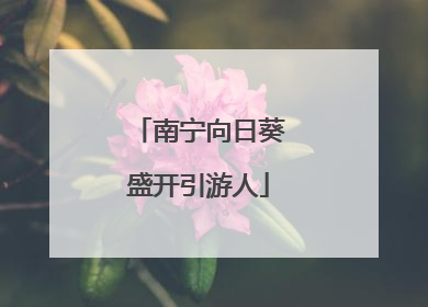 南宁向日葵盛开引游人