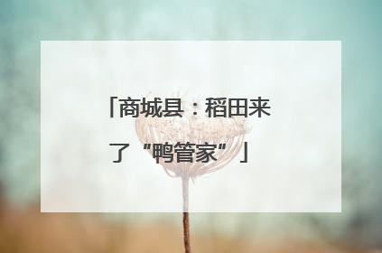 商城县：稻田来了“鸭管家”