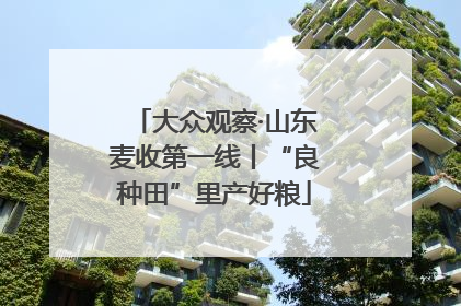 大众观察·山东麦收第一线丨“良种田”里产好粮