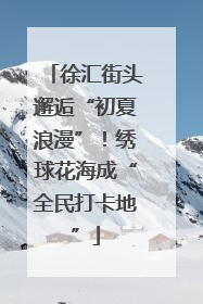徐汇街头邂逅“初夏浪漫”！绣球花海成“全民打卡地”