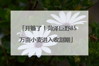 开镰了！菏泽巨野85万亩小麦进入收割期
