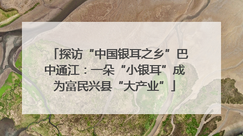 探访“中国银耳之乡”巴中通江：一朵“小银耳”成为富民兴县“大产业”