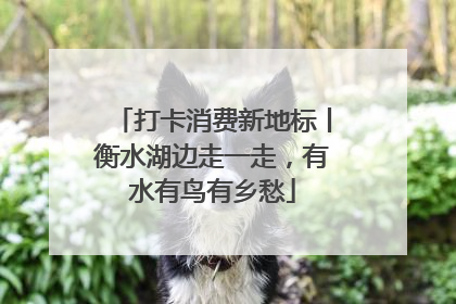 打卡消费新地标丨衡水湖边走一走，有水有鸟有乡愁