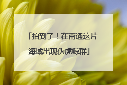 拍到了！在南通这片海域出现伪虎鲸群
