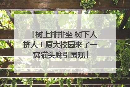树上排排坐 树下人挤人！厦大校园来了一窝猫头鹰引围观