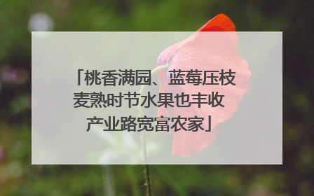 桃香满园、蓝莓压枝 麦熟时节水果也丰收 产业路宽富农家
