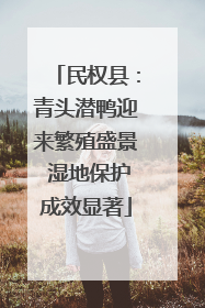 民权县：青头潜鸭迎来繁殖盛景 湿地保护成效显著