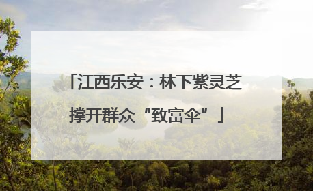 江西乐安：林下紫灵芝撑开群众“致富伞”