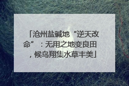 沧州盐碱地“逆天改命”：无用之地变良田，候鸟翔集水草丰美