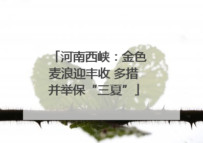 河南西峡：金色麦浪迎丰收 多措并举保“三夏”