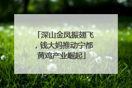 深山金凤振翅飞，钱大妈推动宁都黄鸡产业崛起