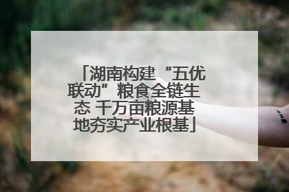 湖南构建“五优联动”粮食全链生态 千万亩粮源基地夯实产业根基