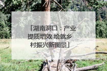 湖南洞口：产业提质增效 绘就乡村振兴新图景