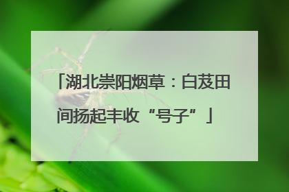 湖北崇阳烟草：白芨田间扬起丰收“号子”