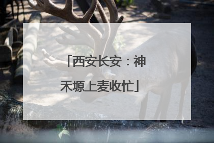 西安长安：神禾塬上麦收忙