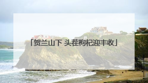 贺兰山下 头茬枸杞迎丰收