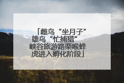 雌鸟“坐月子”雄鸟“忙捕猎” 峡谷旅游路栗喉蜂虎进入孵化阶段