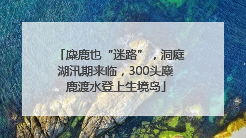 麋鹿也“迷路”，洞庭湖汛期来临，300头麋鹿渡水登上生境岛