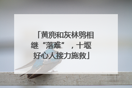 黄麂和灰林鸮相继“落难”，十堰好心人接力施救