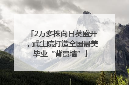 2万多株向日葵盛开，武生院打造全国最美毕业“背景墙”